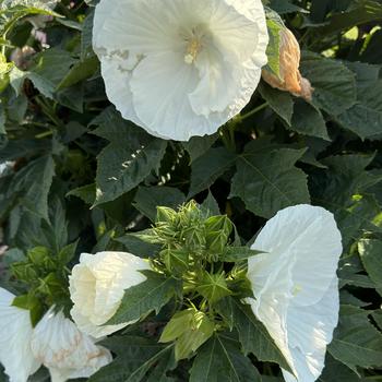 Hibiscus moscheutos 'Marshmallow Moon' 