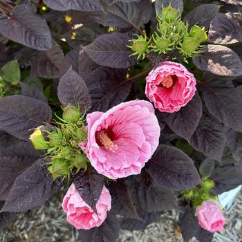 Hibiscus 'PPAF, Can PBRAF' 