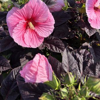 Hibiscus Summerific® 'Edge of Night' (271646)