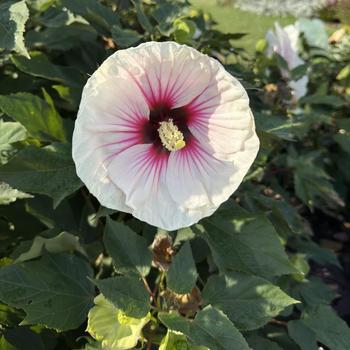 Hibiscus 'Angel Eyes' (271647)