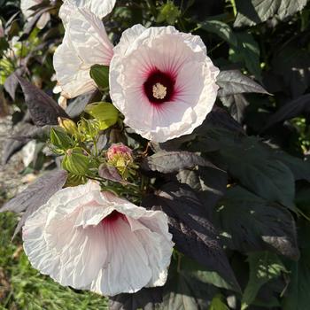 Hibiscus 'Dark Mystery' (271648)