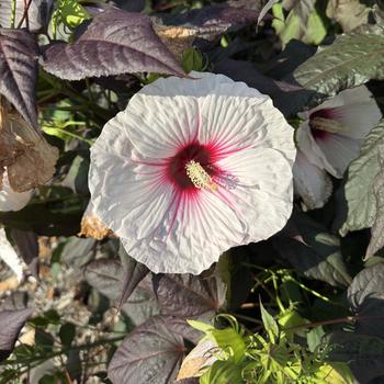 Hibiscus 'Dark Mystery' PPAF