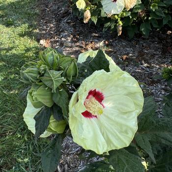 Hibiscus Summerific® 'French Vanilla' (271650)