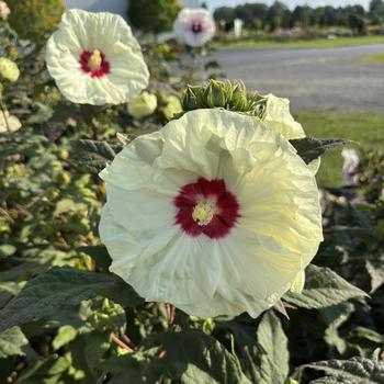 Hibiscus 'French Vanilla' PPAF