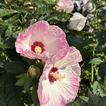 Hibiscus Summerific® 'Ballet Slippers' (271652)