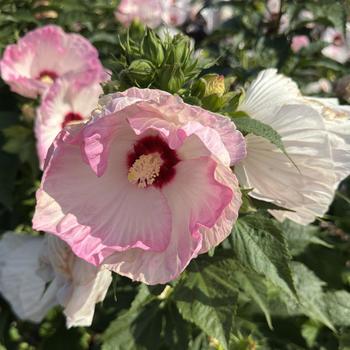 Hibiscus 'Ballet Slippers' 