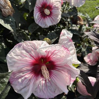 Hibiscus 'Cherry Choco Latte' PPAF