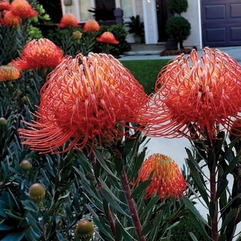 Leucospermum 'Tango' 