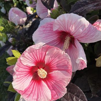 Hibiscus 'Starry Starry Night' 