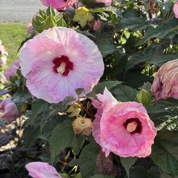 Hibiscus 'Spinderella' PPAF