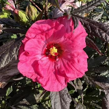 Hibiscus 'Inner Glow' (271675)