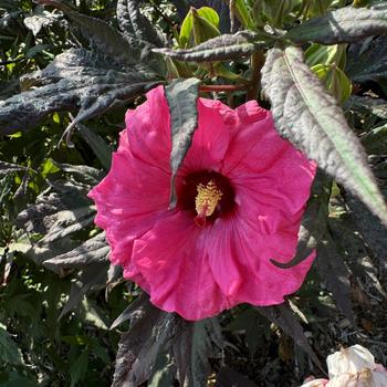 Hibiscus 'Inner Glow' 