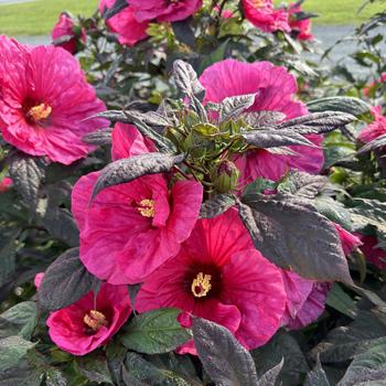 Hibiscus 'Evening Rose' 