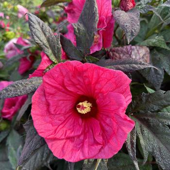 Hibiscus Summerific® 'Evening Rose' (271679)