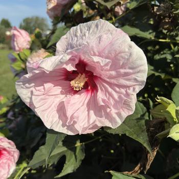 Hibiscus 'All Eyes on Me' 