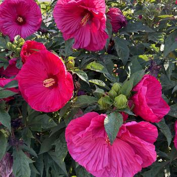 Hibiscus 'Summer in Paradise' (271683)