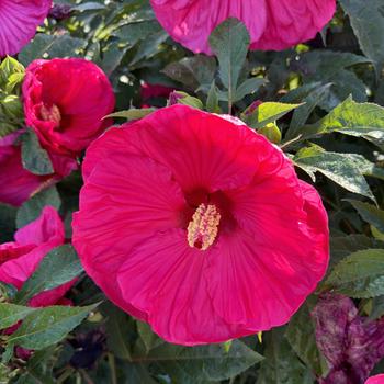 Hibiscus 'Summer in Paradise' PP28730