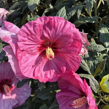 Hibiscus 'Berry Awesome' PP27936, Can 5647