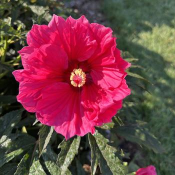 Hibiscus 'Watermelon Ruffles' (271688)