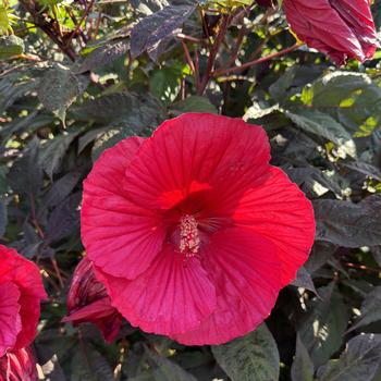 Hibiscus 'Midnight Marvel' PP24079