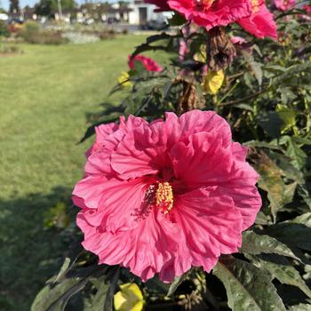 Hibiscus 'Watermelon Ruffles' (271690)