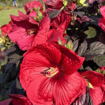 Hibiscus Summerific® 'Holy Grail' (271691)