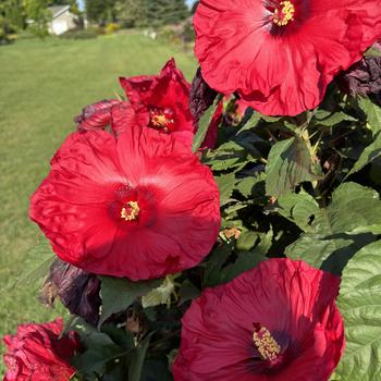 Hibiscus 'Valentine's Crush' 