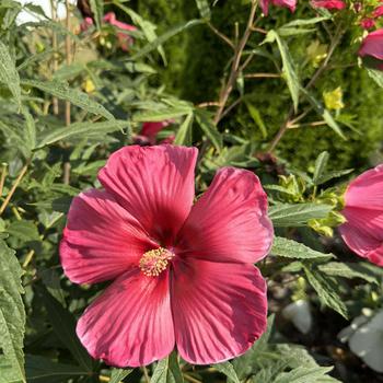 Hibiscus moscheutos '4404' 