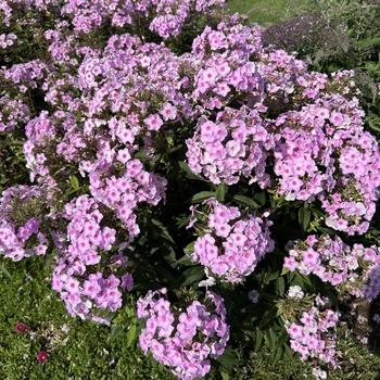 Phlox paniculata Luminary™ 'Opalescence' (271694)