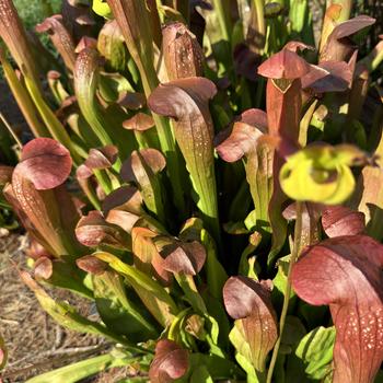 Sarracenia 'Bug Bat' (271695)