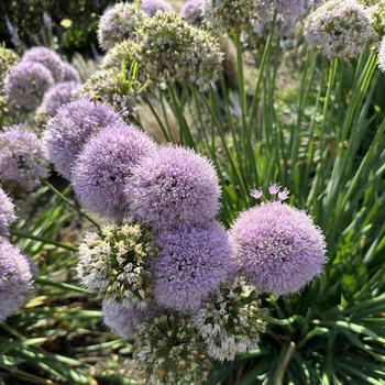 Allium 'Bubble Bath' (271696)