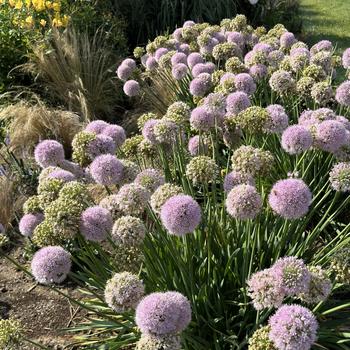 Allium 'Bubble Bath' 