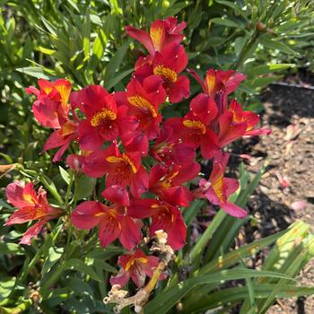 Alstroemeria 'Summer Heat' (271699)