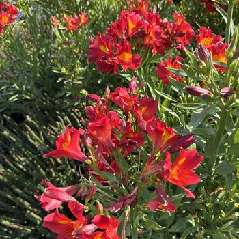 Alstroemeria 'Summer Heat' (271700)