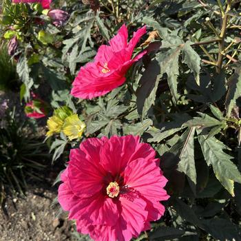 Hibiscus 'Watermelon Ruffles' (271701)