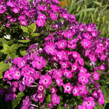 Phlox paniculata 'Dream Girl' PPAF