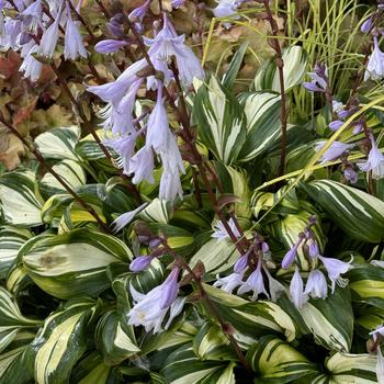 Hosta 'Rainbow's End' 