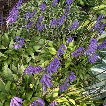 Hosta 'Time in a Bottle' 