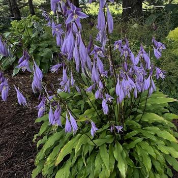 Hosta 'Party Streamers' PP33277