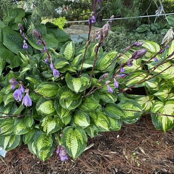 Hosta 'Island Breeze' PP27151