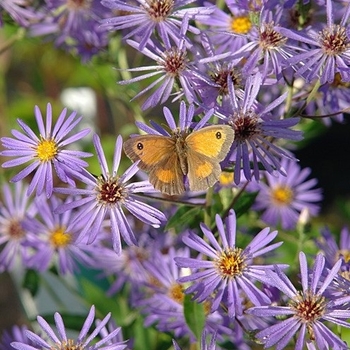 Aster macrophyllus 'Twilight' 