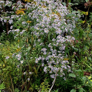 Aster puniceus