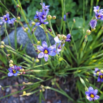 Sisyrinchium angustifolium