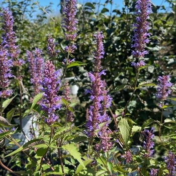 Agastache 'Purple Haze' 