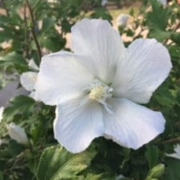 Hibiscus syriacus