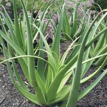 Agave bracteosa 'Calamar' 