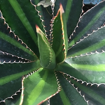 Agave lophantha 'Splendida' 