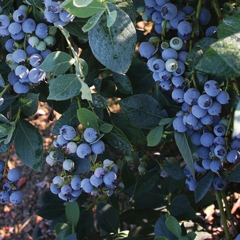 Vaccinium corymbosum 'Misty' 