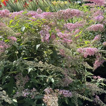 Buddleia 'Pink Cascade' 