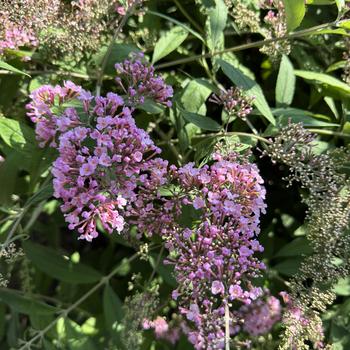 Buddleia 'Pink Cascade' (271795)